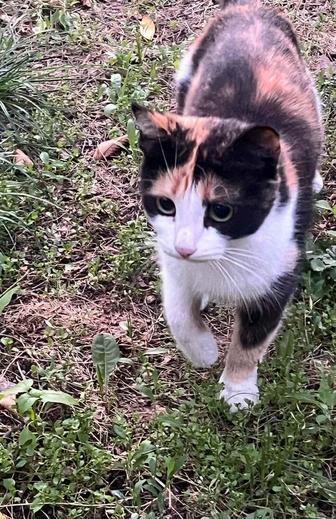 Отдам в добрые руки очень ласковую красивую кошечку