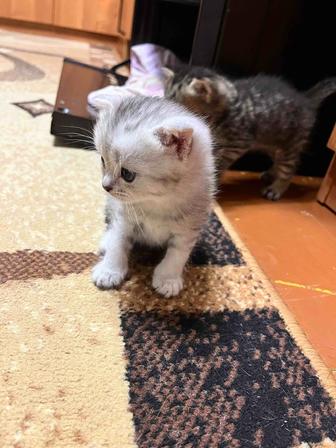 Шотландские скоттиш фолд