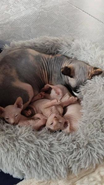 Продажа котят Сфинксов