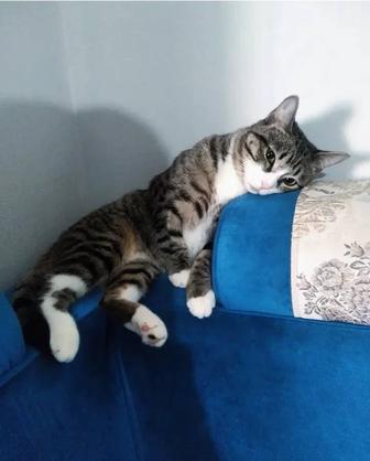 Отдам срочно котенка