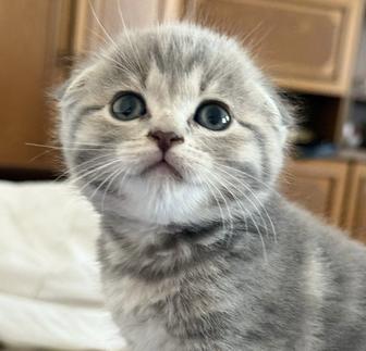 Котенок скоттиш fold