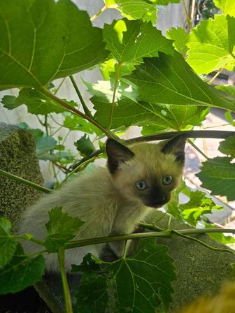 Отдам красивых смышленных котят в хорошие руки!! Бесплатно!! Привезу домой