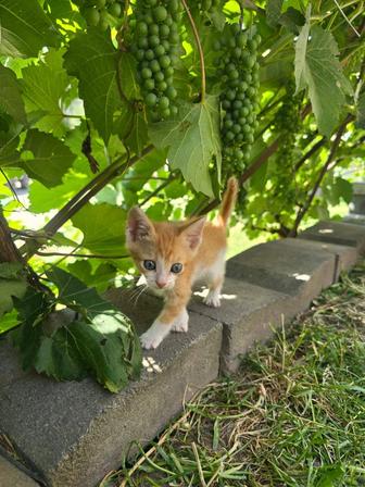 Отдам красивых смышленных котят в хорошие руки!! Бесплатно!! Привезу домой