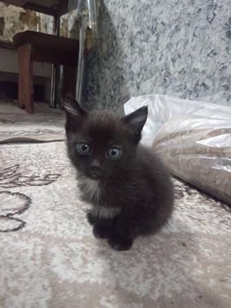 Отдам котят бесплатно