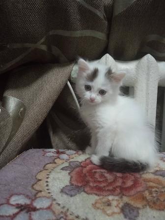 Отдам котят бесплатно