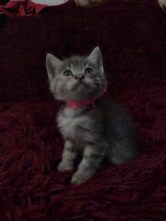 Кошечка