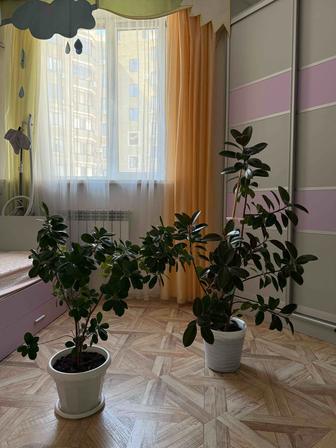 Продаются комнатные цветы