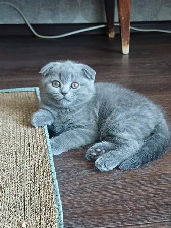 Кошечка 2 мес, скоттиш фолд