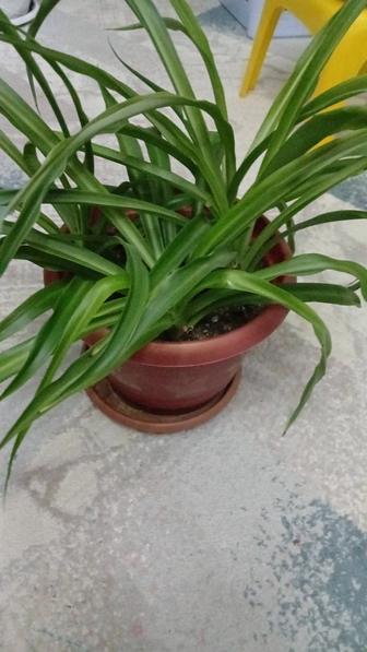 Цветы почти даром.