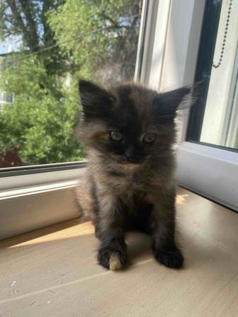 Отдам котенка в добрые руки