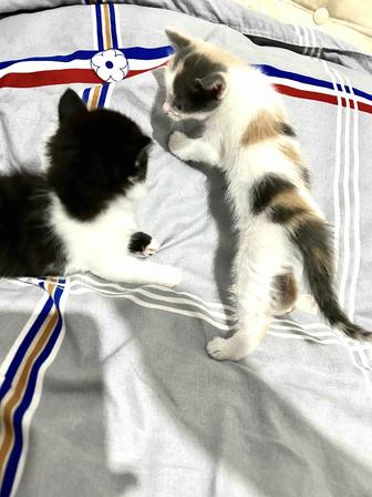 Отдам котят в хорошие руки