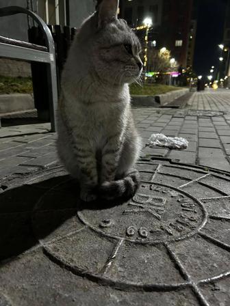 Котенок в добрые руки