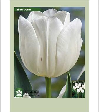 Продаем голландские тюльпаны оптом