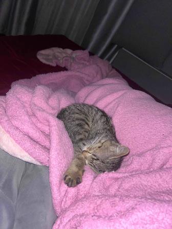Отдам котенка