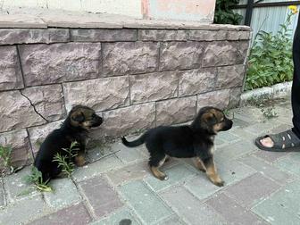Продам щенков немецкой овчарки