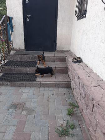 Продам щенков немецкой овчарки