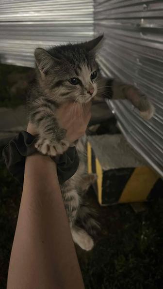 Срочно отдам котенка