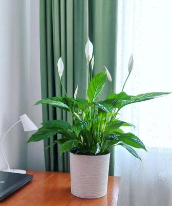 Комплексный уход растений