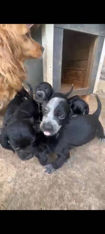Английский кокер спаниель
