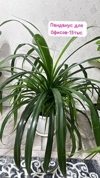 Комнатное растение Панданус