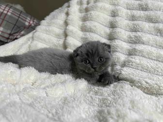Котята британцы