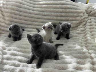 Котята британцы