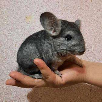 Продам шиншиллу