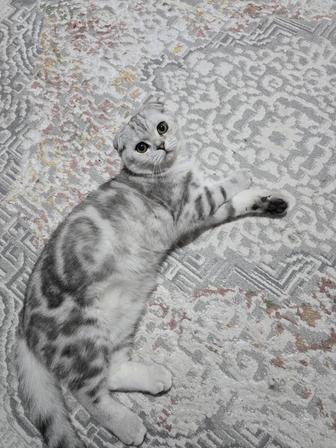 Серый кот