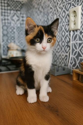 Пристраивается котенок девочка