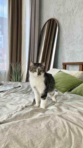 Отдам кошечку, стерилизована