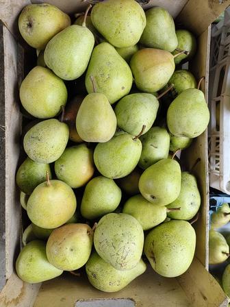 Продам груши свежие