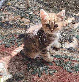 В добрые руки котята