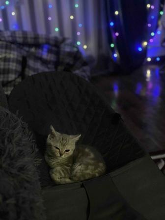 Британская конечно в мраморном окрасе