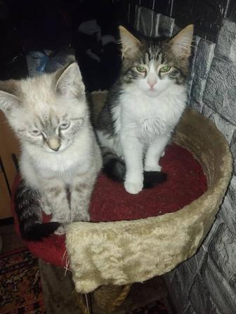 Отдам котят бесплатно