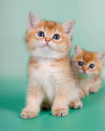 Золотые клубные котята ny 25