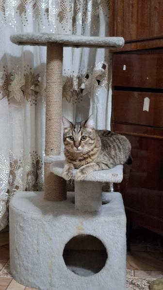 Отдам кота в добрые руки