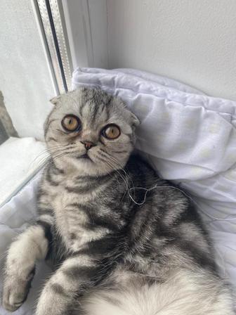 Отдам кошечку