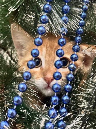 Прекрасный котенок как тигренок