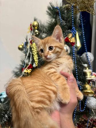 Прекрасный котенок как тигренок