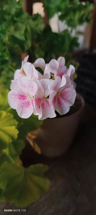 Пеларгония. Шелк птица.