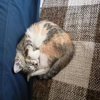 Котенок (девочка) в ответственные руки