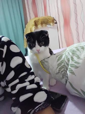 Котенка отдам вислоухая