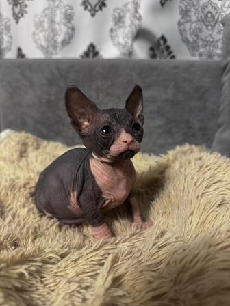 Продаю Донских сфинксов