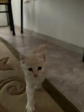 СРОЧНО!!отдам бесплатно котенок, котята