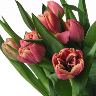 Предзаказ на тюльпаны