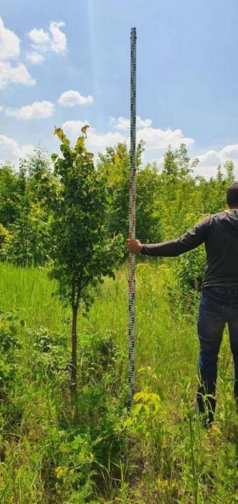 Лиственные деревья