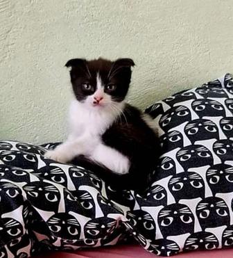 Кошка 1,5 - 2 месяца
