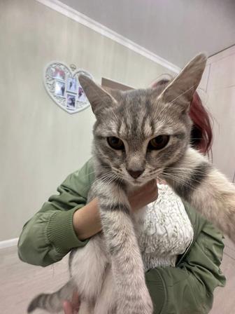 Отдам в хорошие руки котёнка