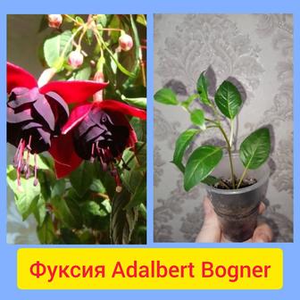 Сортовая фуксия