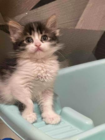 Отдам в хорошие руки Кошку с котятами, или можно котенка отдельно